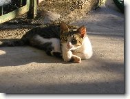 M�ca a jej� pohoda