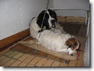 Blahosklonn� medv�d