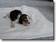 2 denn� �t���tko