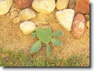 �elva z kaktusu :-)