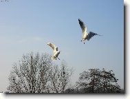 I rackov� maj� v zim� hlad...