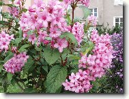 Vajg�lie r��ov�