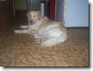 Arkisek pod strome�kem