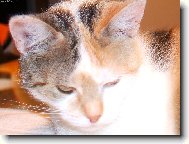 Roztoumilou�k� na�e Linda