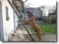 Jak j� se jen za tou ko�kou nahoru dostanu?