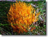 Kr�snor��ek lepkav�