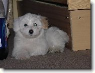 N� mazl��ek dan�sek...