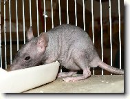 Potkan� sle�na Fuzzi