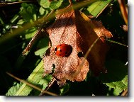 beru�ka m� r�da slun��ko