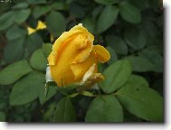 Poup�tko z babi��iny z�hradky