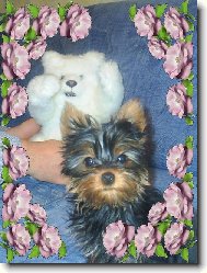 zuzanka a jej� medv�dek