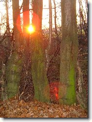 rozhovor star�ch strom�