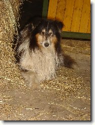 V�stavn� pes od kon�