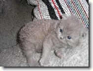 N� 4 t�dny star� mazl�k