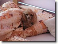 Neru�,je�t� sp�me.