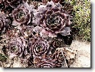 Net�esky na skalce