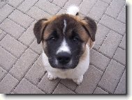 Caby Aobara - americk� akita