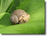 �ne�ku �ne�ku..