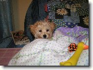 Kv�do po koup�n�