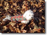 Jesen� vych�dzka