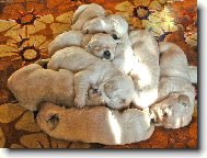 Pyramida �t�st�