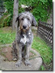 Vlkodav v Adr�pachu