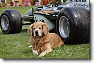 Baddy hl�d� showcar F1