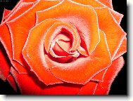 �erven� jsou nejhez��