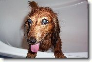 �apinka po koupeli