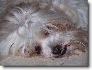 Chlupy sem, chlupy tam, co j� s nimi ud�l�m?!