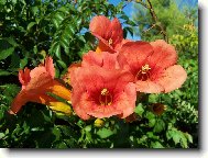 Kyti s nefal�ovan�mi �eck�mi mravenci! :)