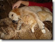 m�j kamar�d Pi�kot