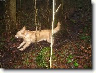 A� �ijou pot��ky a kalu�e