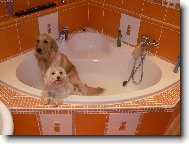 koupac� maniaci :-))