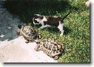 Emil, Frenky a Bub��ek