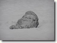 Sn�hul�k nebo pes?