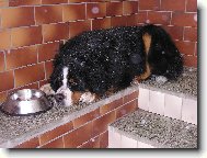 Zlod�j ko�i��ch granul�.