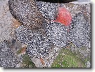 Rodinn� ve�e�e