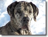 Jmenuji se " IGOR HN�ZDO"