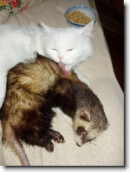 Ve�ern� hygiena je d�le�it�!