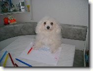 moje mal��sk� um�n�