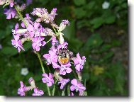 detail lu�n� kv�tinky se �mel��kem