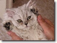 Spokojen� mazl��ek