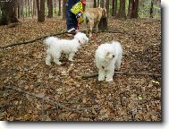 Jesin�ina druh� sme�ka