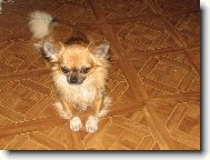 JCH ALVA Z T�EBA�SK�HO �DOL�