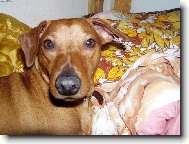 K�i�enec n�m.pin�e a jezev��ka.Benny le��