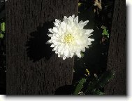 P��roda si v�dy cestu najde