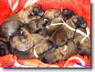 O�atka leonberger�