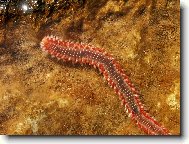 Mo�sk� �erv�k