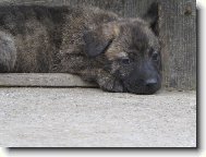 �as j�t sp�t....